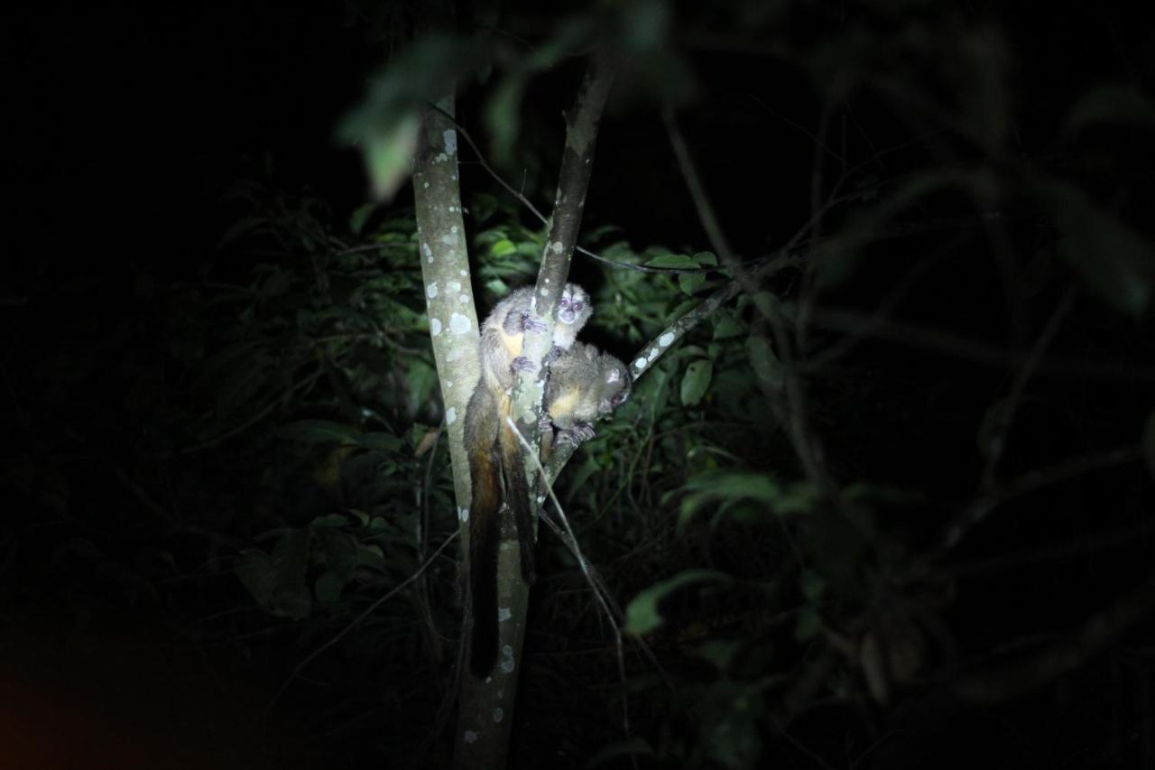 Jungle Paunch Villa Bocas Town Bagian luar foto