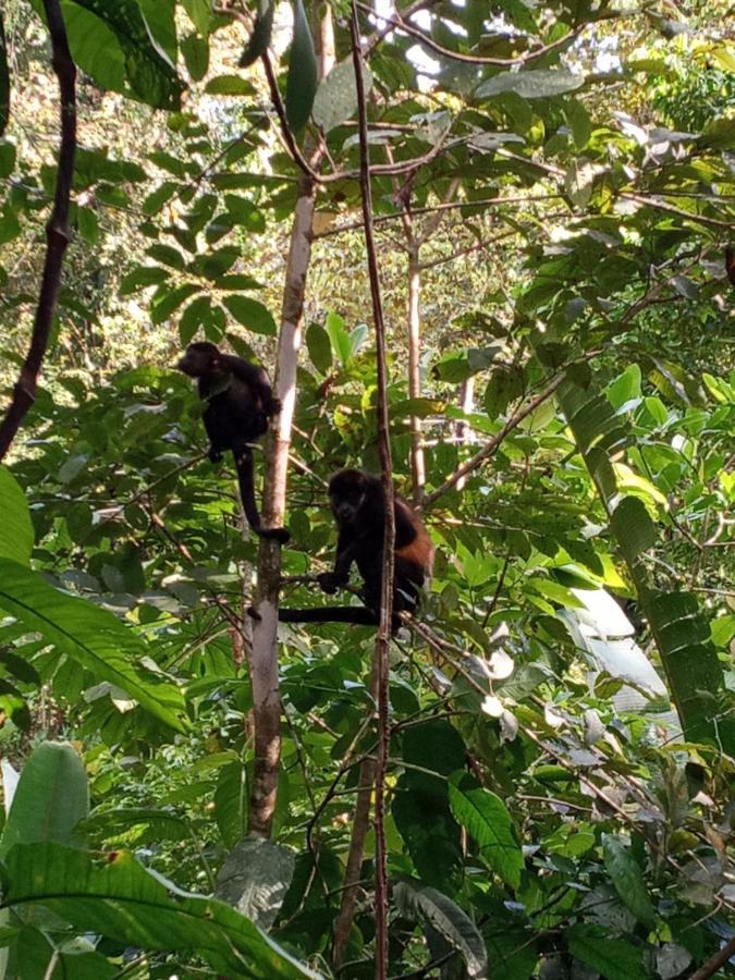 Jungle Paunch Villa Bocas Town Bagian luar foto