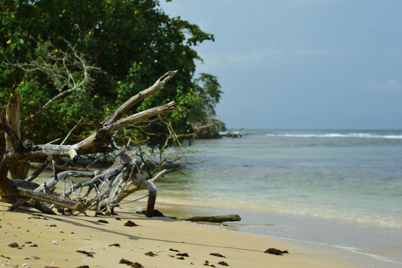 Jungle Paunch Villa Bocas Town Bagian luar foto