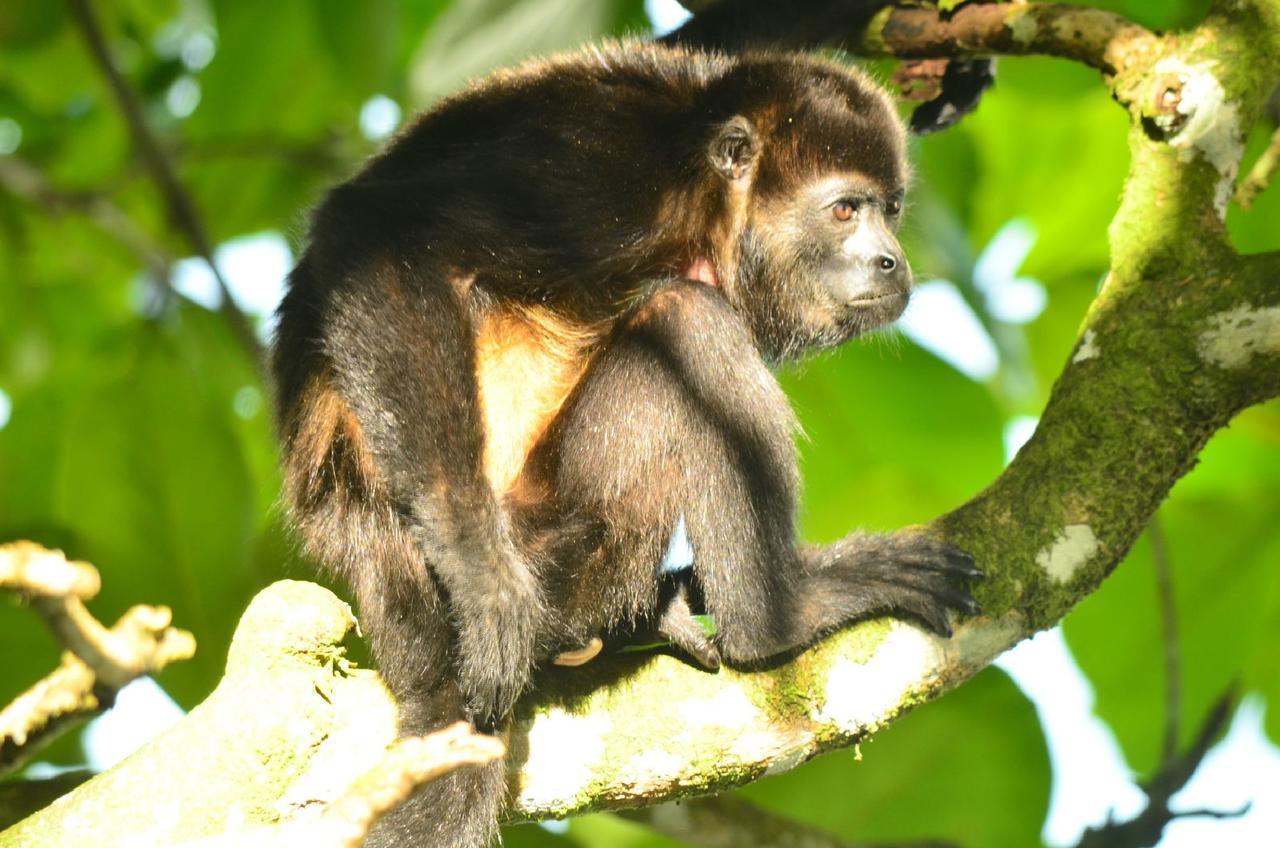 Jungle Paunch Villa Bocas Town Bagian luar foto